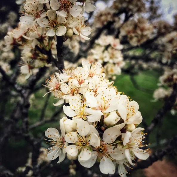 White blossoms up close