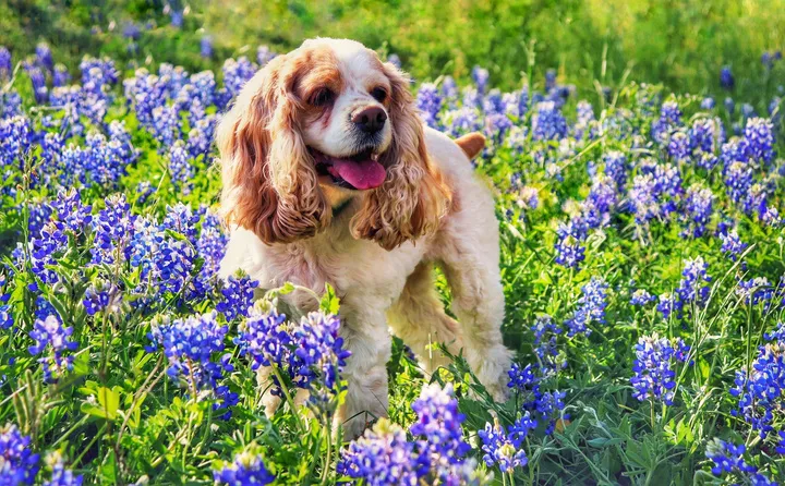 Cocker spaniel in a field of bluebonnets