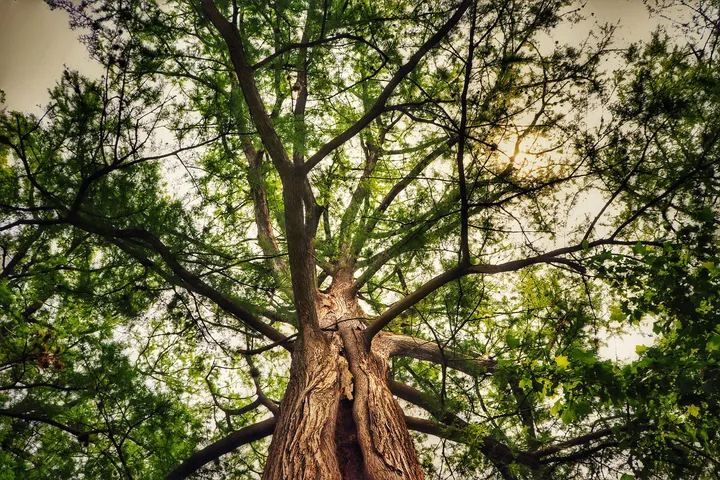 Looking up into a tree canopy