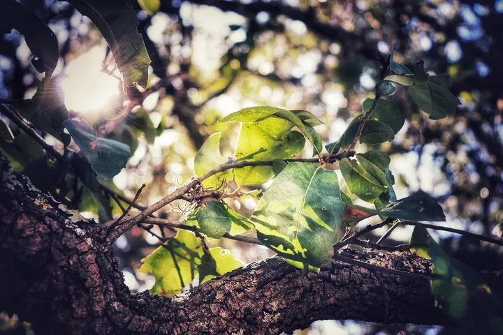 Backlit leaves in soft light